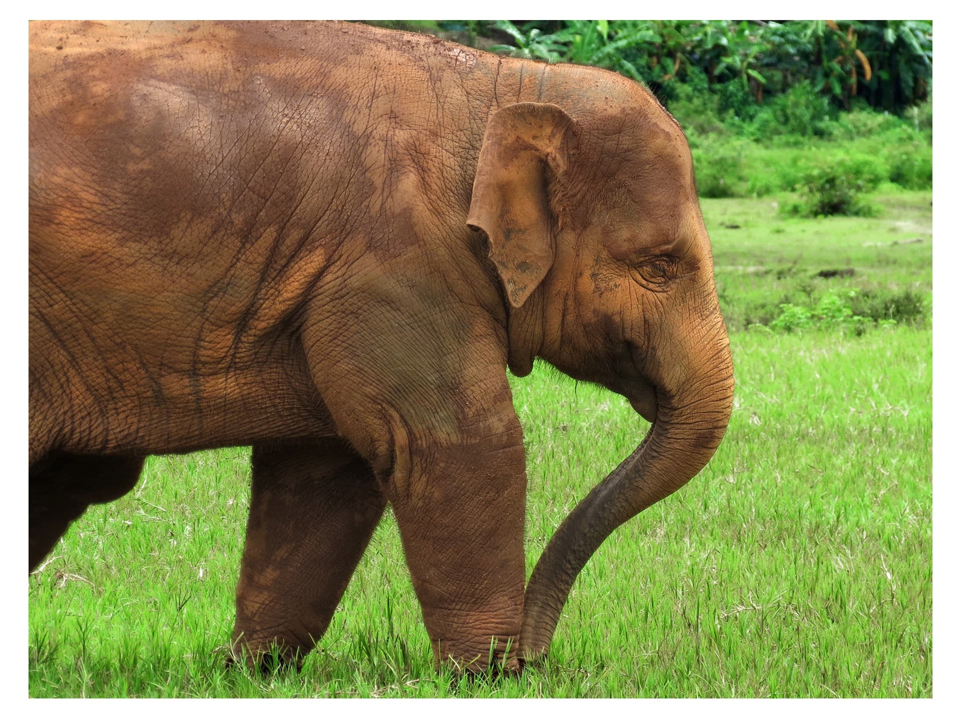 Following Giants elephant sanctuary landscape on Koh Lanta