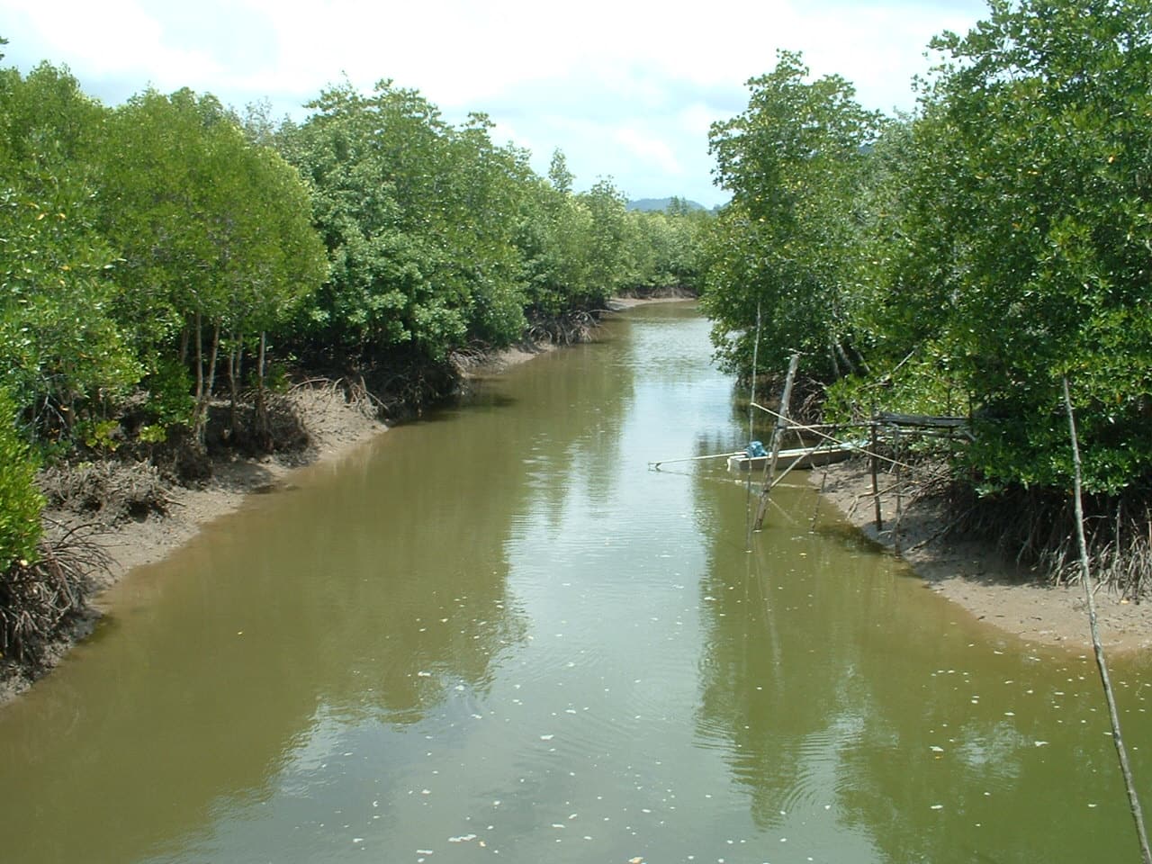 Mangrove kayaking